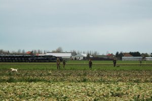 De honden gaan er achteraan