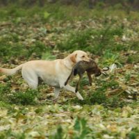 Netjes apporteren - de hond kan het niet helpen