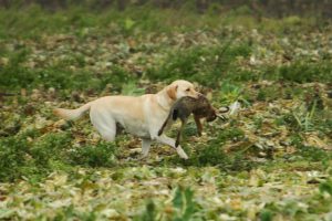 Netjes apporteren - de hond kan het niet helpen