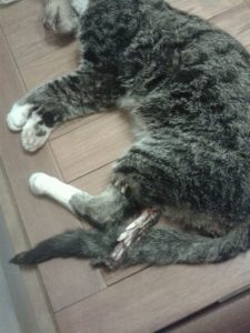 Het beschoten katje op de behandeltafel. (Foto: Dierenkliniek Enschedesestraat)