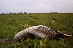 oudervogels-afgeschoten-2