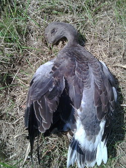 Doodgeschoten gans Lingewaard