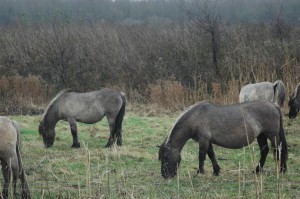 Konikpaarden in de Oostvaardersplassen