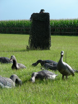 Jager met lokganzen - klik voor vergroting