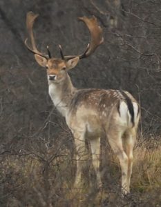 geen afschot van damherten in de AWD toch?