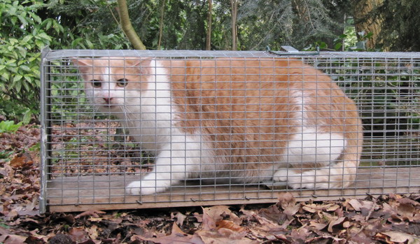 Kastval voor vossen met daarin een kat