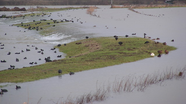 Hoog water in de uiterwaarden