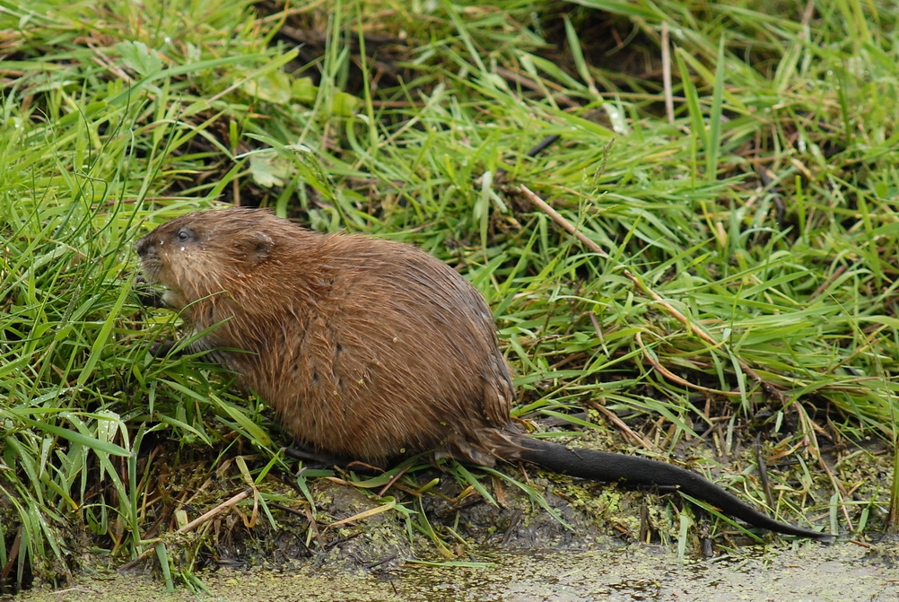 Muskusrat