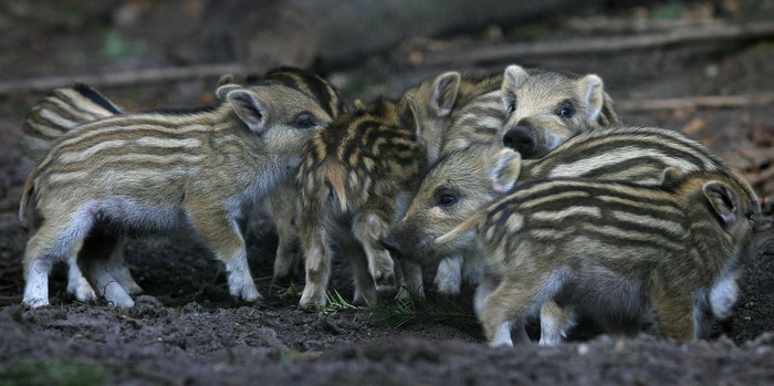 Biggetjes wild zwijn