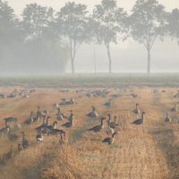 Ganzen op gemaaide akker