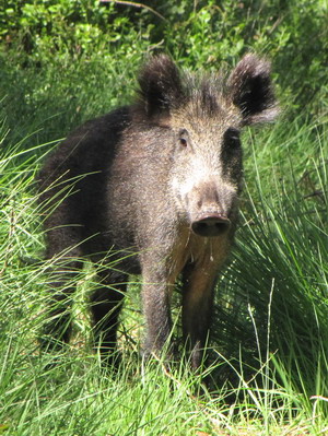 Wild zwijn