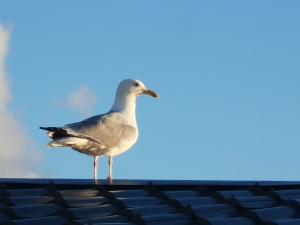 Stadsmeeuw