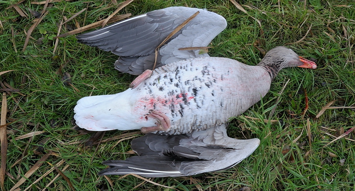 Geschoten gans