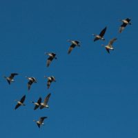Ganzen in de lucht