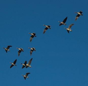 Ganzen in de lucht