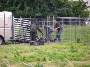 Vangen brandganzen (klik voor vergroting)