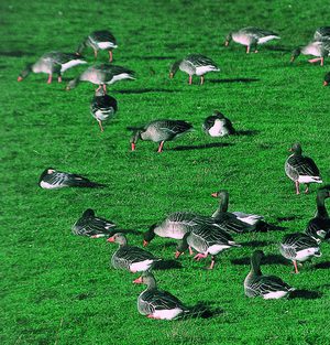 Ganzen in het gras