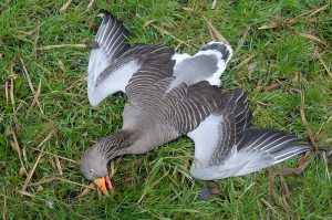 Grauwe Gans, net afgeschoten bij A'dam ZO