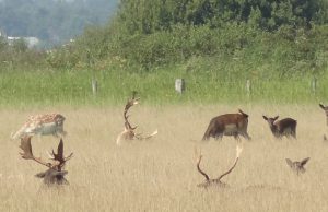 Damherten op de Haringvreter (Foto: Harry Voss)