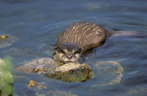 Otter