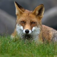 De dieren bejagen, nee toch?