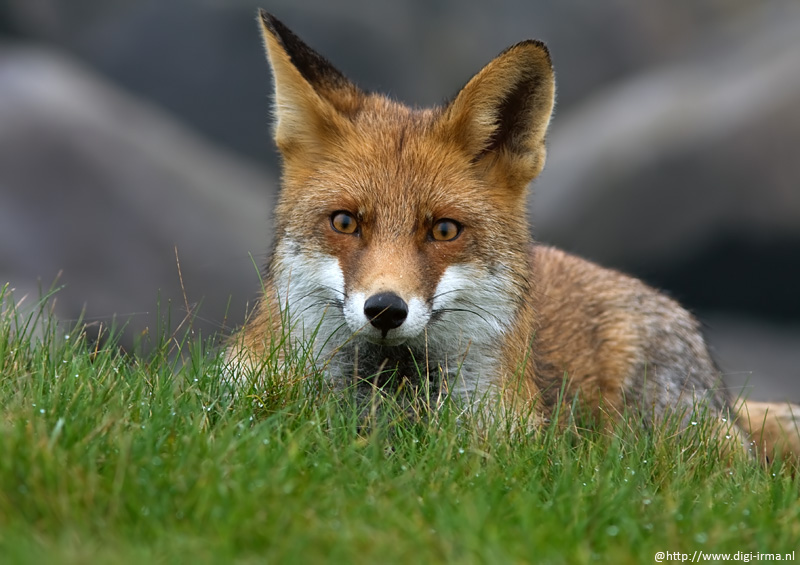 De dieren bejagen, nee toch?