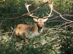 Wordt dit een zeldzaam schouwspel in de AWD?