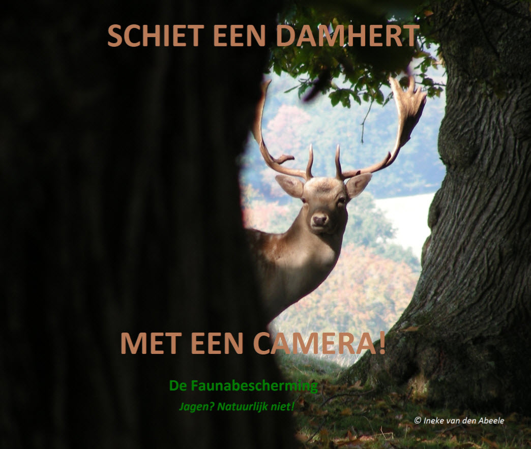 actie faunabescherming schiet een damhert met de camera