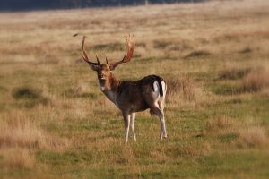 damhert in de Kop van Schouwen, foto Rob Ossewaarde