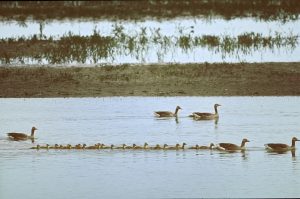 Argus Grauwe gans plus jongen