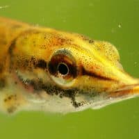 Door Viridiflavus Piet Spaans - Eigen werk, CC BY 2.5, https://commons.wikimedia.org/w/index.php?curid=2030983