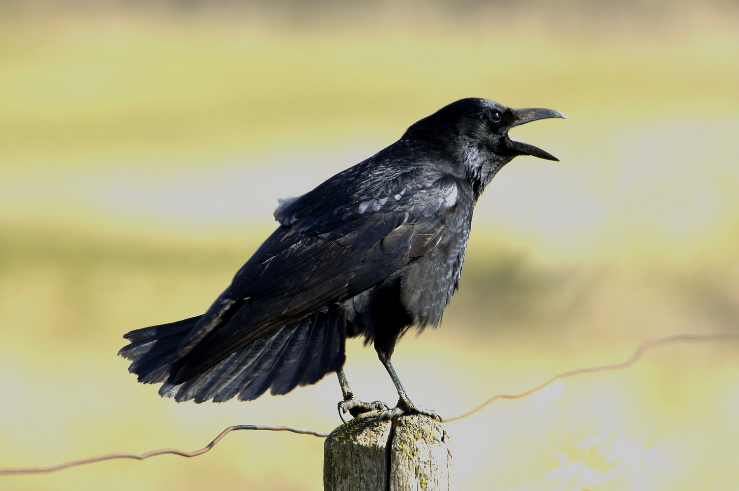 Zwarte kraai foto Harm Niesen Faunabescherming