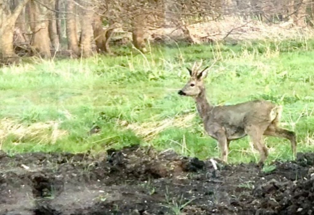 Ree in Oosterwold, Flevoland, foto Marjolijn Veenstra