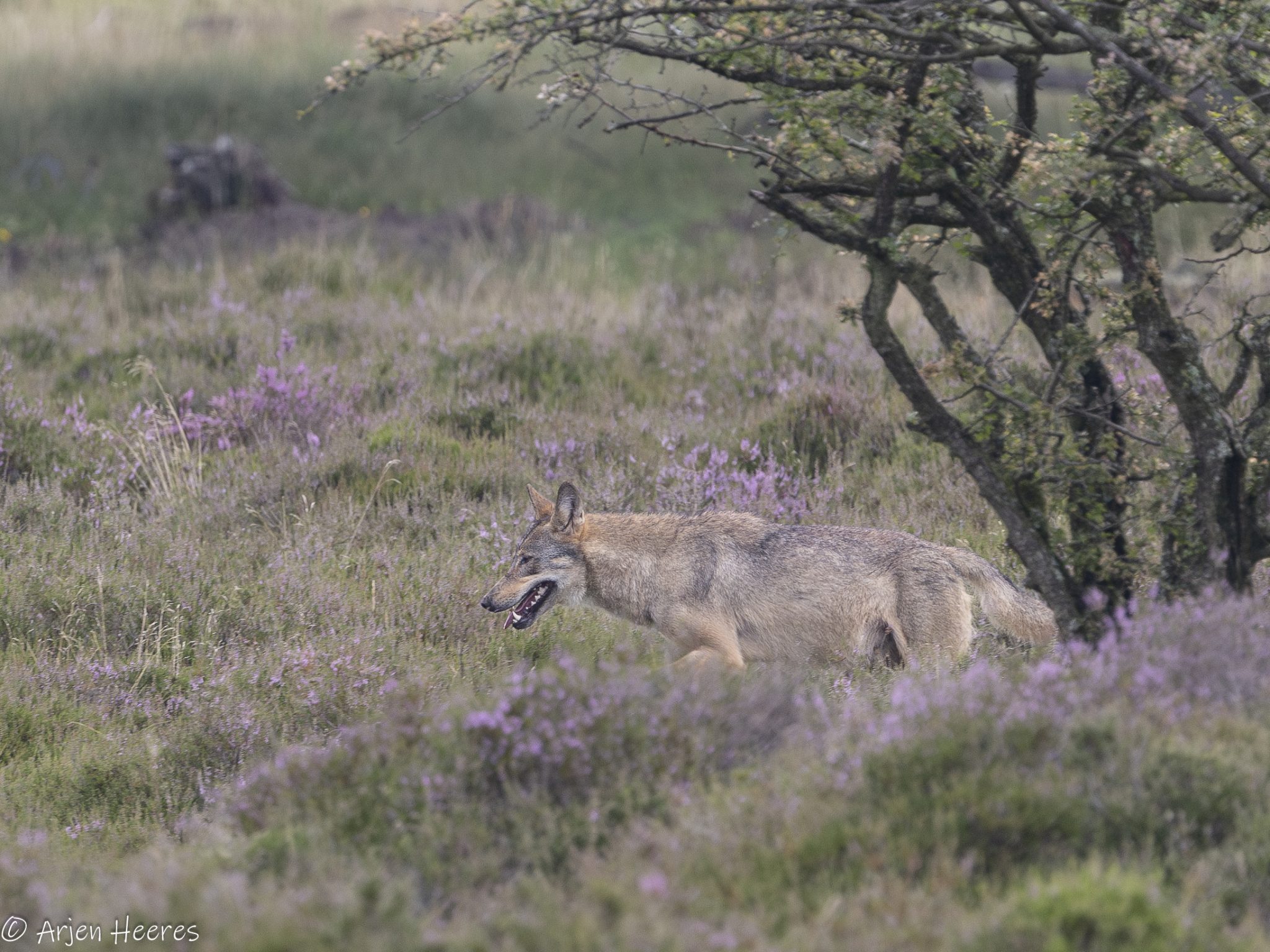 wolf op ZW Veluwe, foto Arjen Heeres