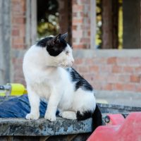 Zwerfkat in Griekenland, door Norbert Nagel - CC BY-SA 3.0,