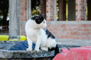 Zwerfkat in Griekenland, door Norbert Nagel - CC BY-SA 3.0,