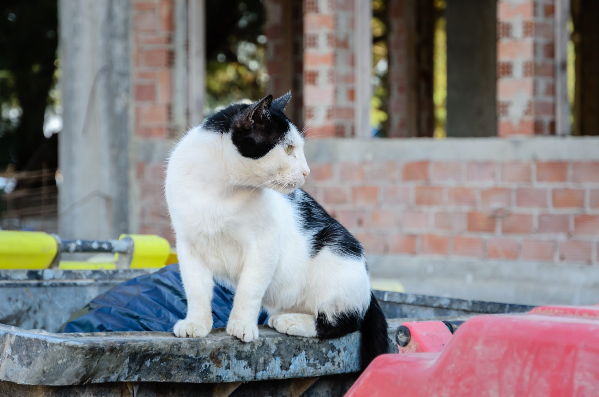Zwerfkat in Griekenland, door Norbert Nagel - CC BY-SA 3.0, 