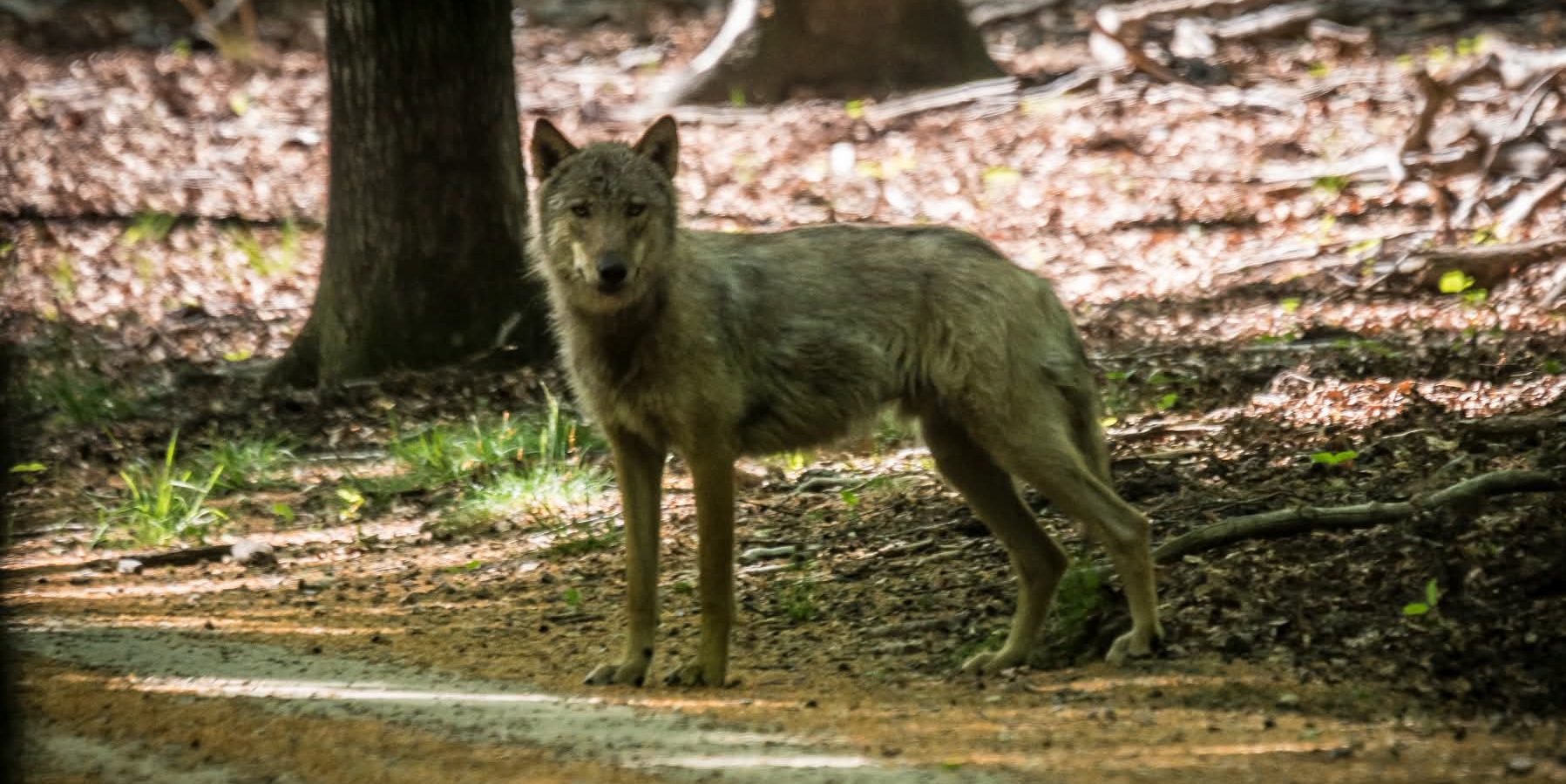 wolf op veluwe, foto Luud Riphagen, juni 2025