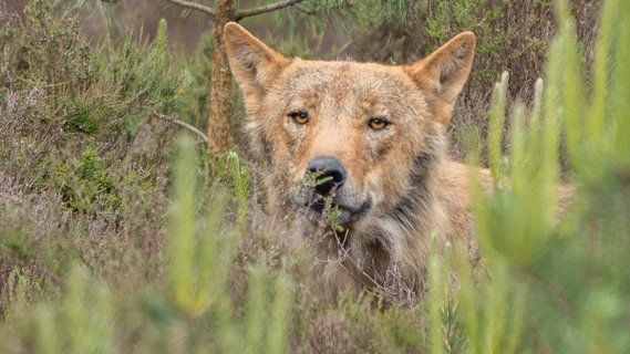 Image for twitter card