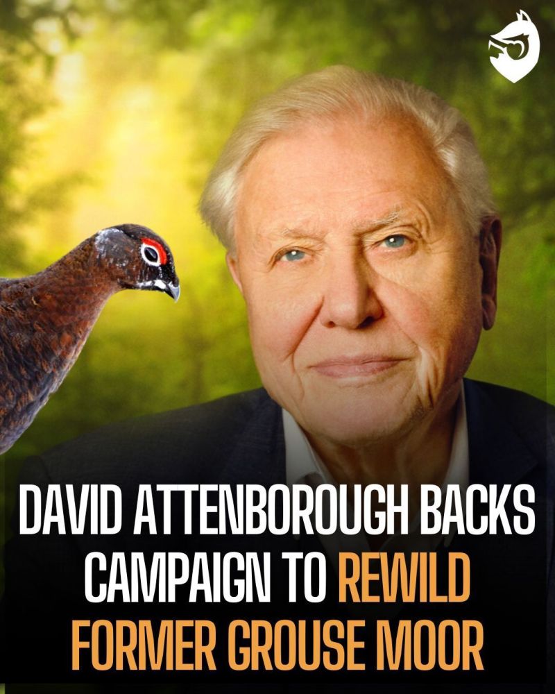 Image for the Tweet beginning: Sir David Attenborough has backed