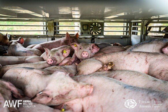 Image for the Tweet beginning: 🐖 Kijk voor onze reportage