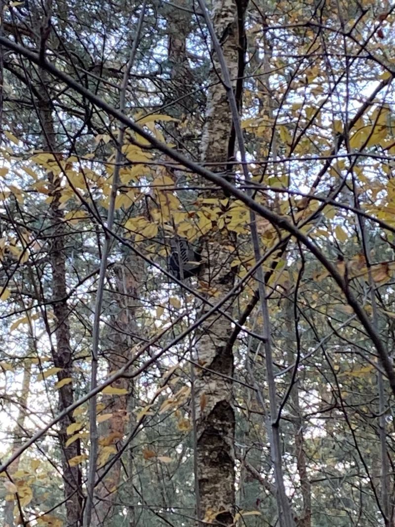 Image for the Tweet beginning: Big Brother op de Utrechtse