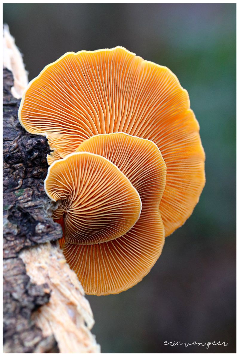 Image for the Tweet beginning: Goedemorgen! De oranje oesterzwam. 