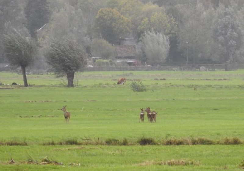 Image for the Tweet beginning: Reeën aan de Geerweg ...