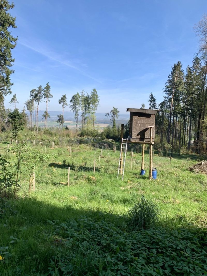 Image for the Tweet beginning: Hoogzit met bijvoertonnen. Herten, zwijnen