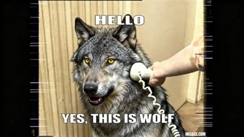 Image for the Tweet beginning: Wolven openen informatielijn over BBB