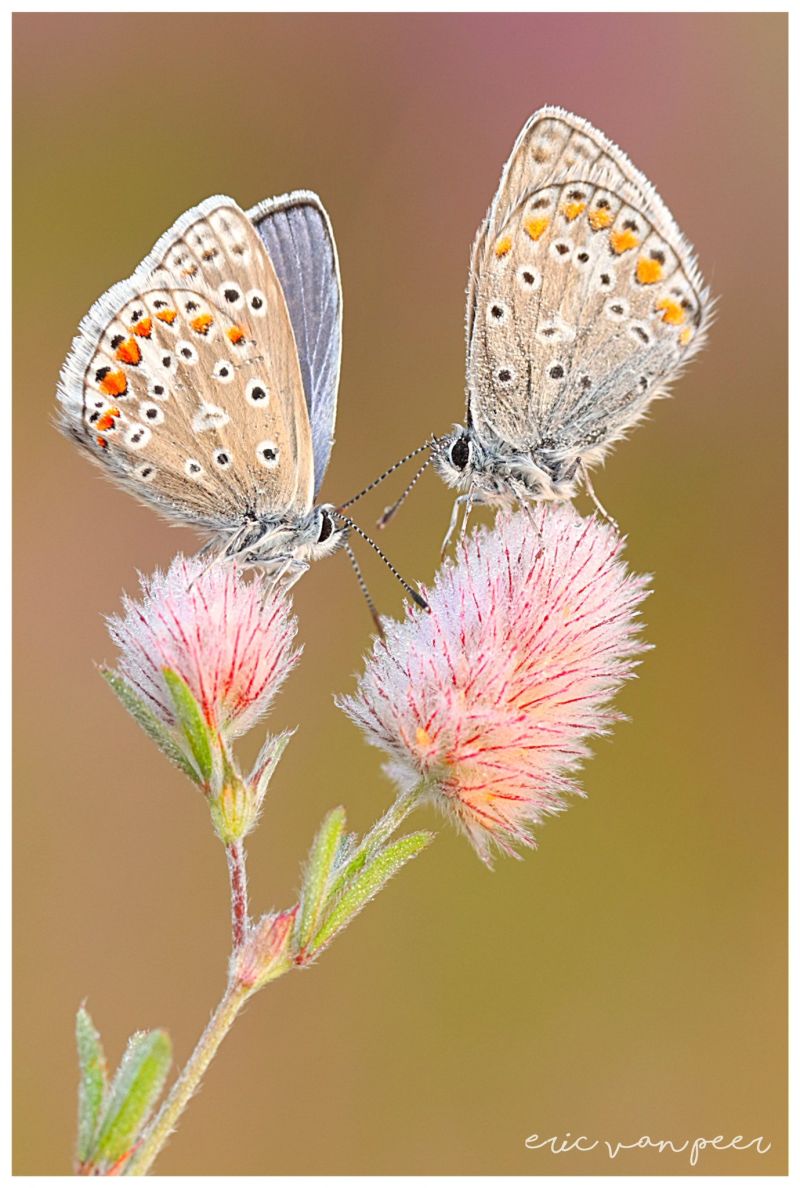 Image for the Tweet beginning: #November_kiek dag 24 #duo ik