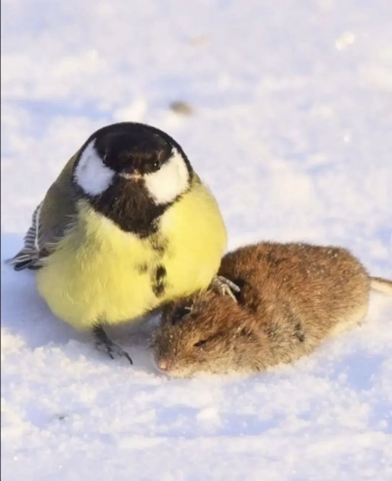 Image for the Tweet beginning: The Great Tit usually eats