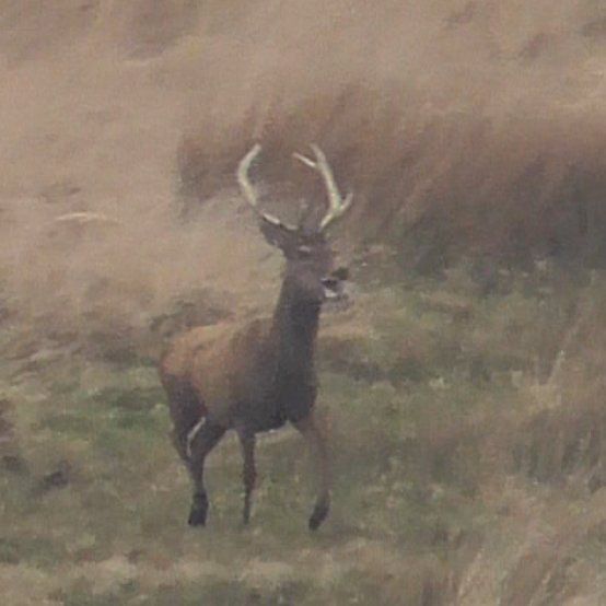 Image for the Tweet beginning: Terror and exhaustion. The stag