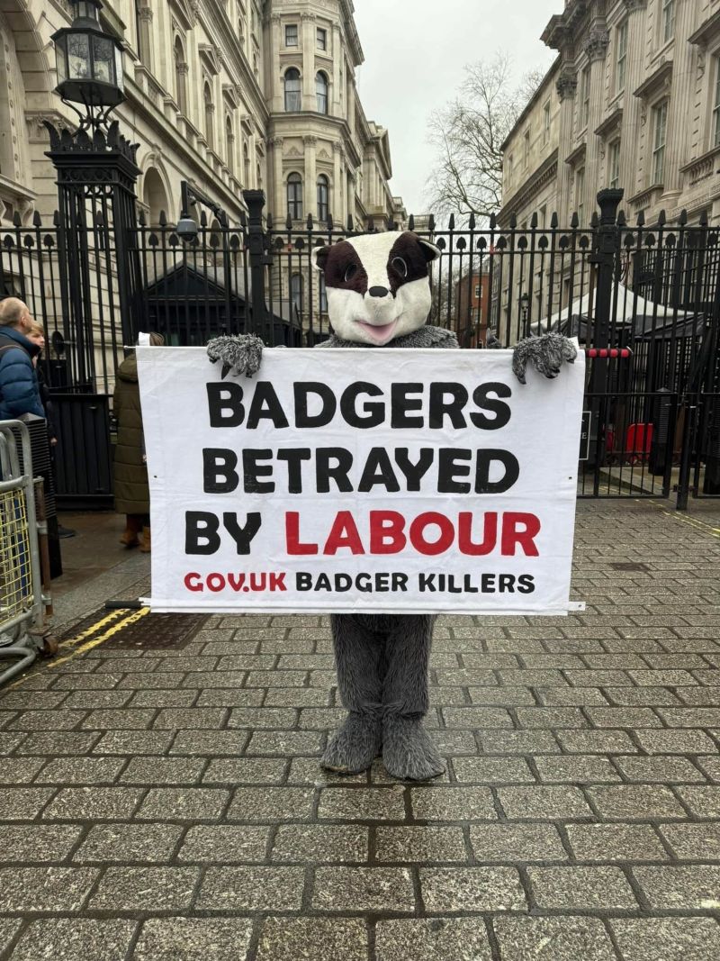 Image for the Tweet beginning: The badger cull is still